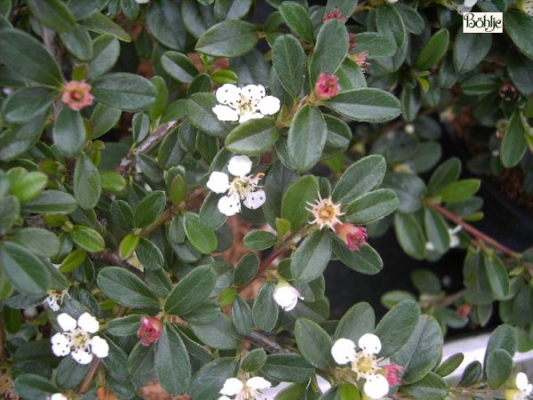 Cotoneaster x suecicus 'Coral Beauty'  -Zwergmispel-