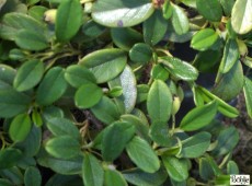 Cotoneaster dammeri var. radicans -Teppichmispel-