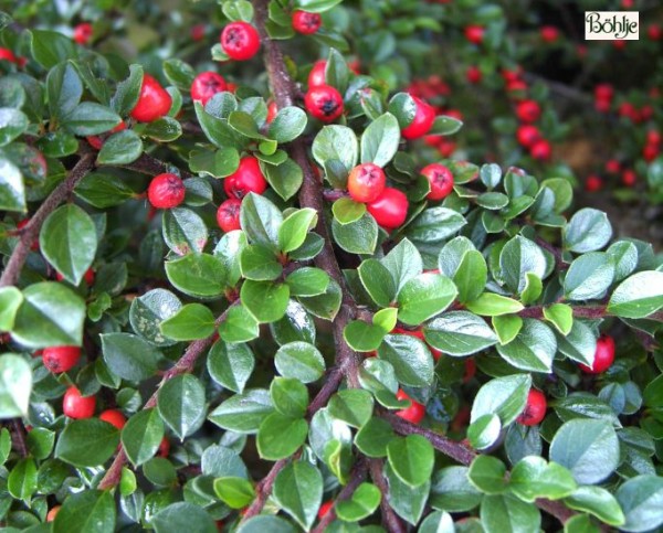 Cotoneaster horizontalis -Fächermispel-