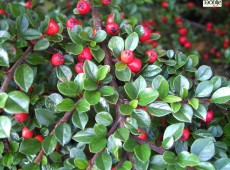 Cotoneaster horizontalis -Fächermispel-