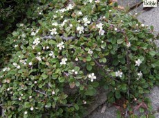 Cotoneaster procumbens 'Streib's Findling' (microphyllus)  -Kriechmispel-