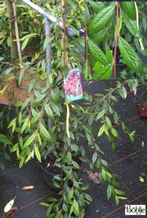 Cotoneaster salicifolius var. floccosus -weidenblättrige Felsenmispel-