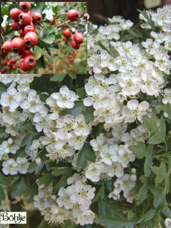 Crataegus monogyna -Weißdorn-