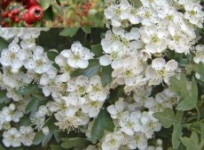 Crataegus monogyna -Weißdorn-