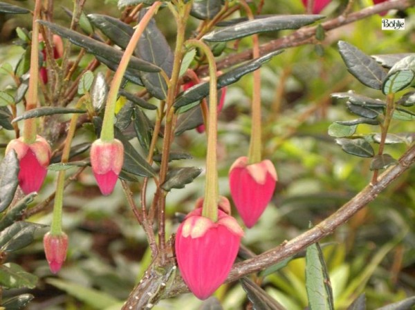 Crinodendron hookerianum  -Laternenbaum-