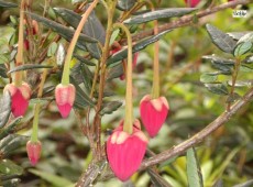 Crinodendron hookerianum  -Laternenbaum-