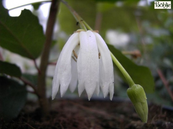 Crinodendron patagua -Laternenbaum-