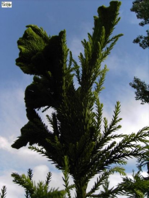 Cryptomeria japonica 'Cristata' -Hahnenkammsicheltanne-