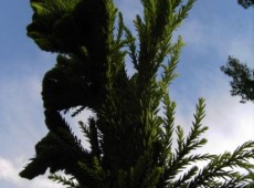 Cryptomeria japonica 'Cristata' -Hahnenkammsicheltanne-