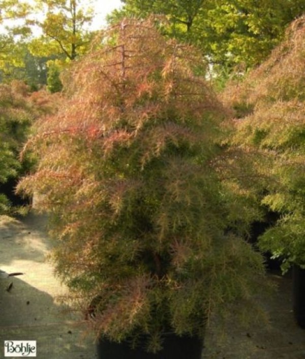 Cryptomeria japonica 'Elegans' -japanische Sicheltanne-