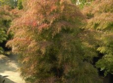 Cryptomeria japonica 'Elegans' -japanische Sicheltanne-