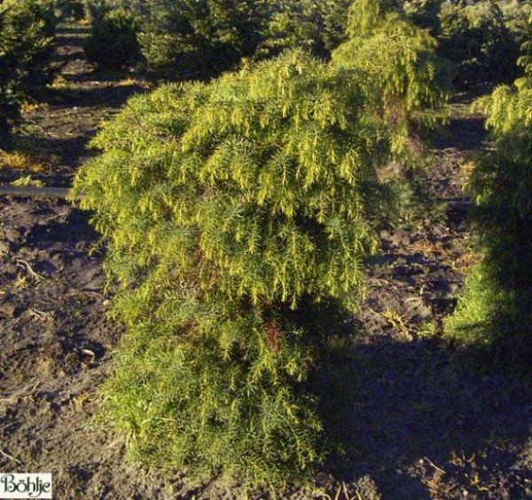 Cryptomeria japonica 'Elegans Viridis' -Sicheltanne-