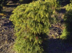 Cryptomeria japonica 'Elegans Viridis' -Sicheltanne-