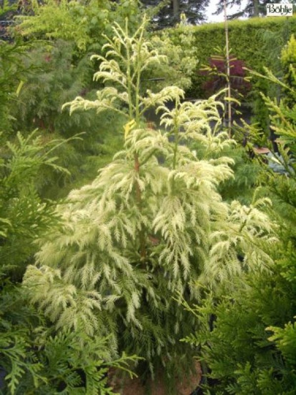 Cryptomeria japonica 'Sekkan'