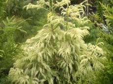 Cryptomeria japonica 'Sekkan'