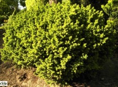 Cryptomeria japonica 'Vilmoriniana' -Sicheltanne- 