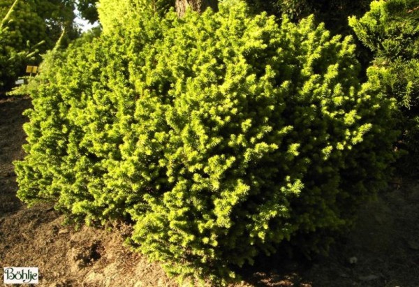 Cryptomeria japonica 'Vilmoriniana' -Sicheltanne- 