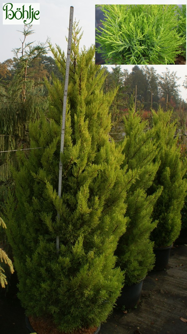 Cupressus macrocarpa 'Wilma'