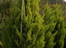 Cupressus macrocarpa 'Wilma'