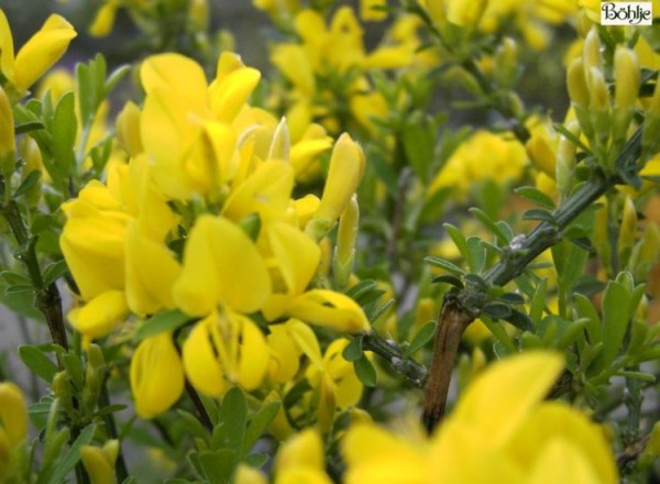 Cytisus x beanii -Kriechginster-