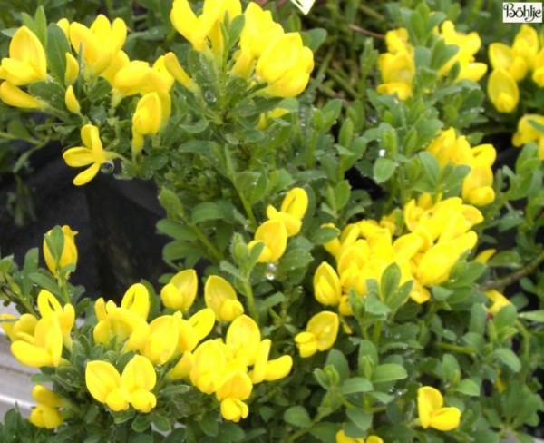 Cytisus decumbens -Kissenginster-