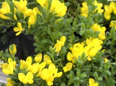 Cytisus decumbens -Kissenginster-