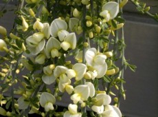 Cytisus x kewensis -Zwergelfenbeinginster-