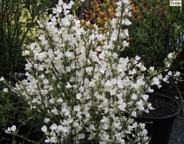 Cytisus praecox  'Albus' -Elfenbeinginster-