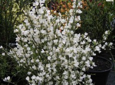 Cytisus praecox  'Albus' -Elfenbeinginster-