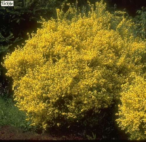 Cytisus praecox  'Allgold' -Elfenbeinginster-