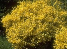 Cytisus praecox  'Allgold' -Elfenbeinginster-