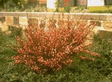 Cytisus praecox  'Hollandia' -Elfenbeinginster-