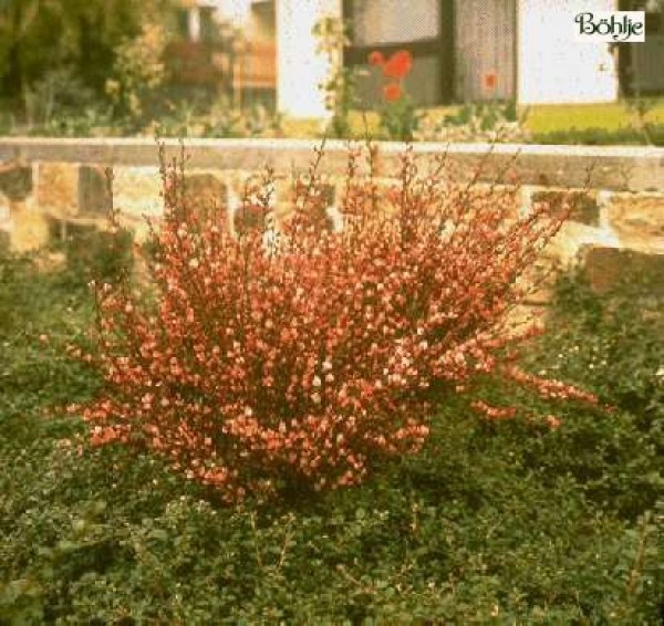 Cytisus praecox  'Hollandia' -Elfenbeinginster-