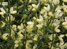 Cytisus x praecox -Elfenbeinginster-