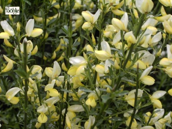 Cytisus x praecox -Elfenbeinginster-