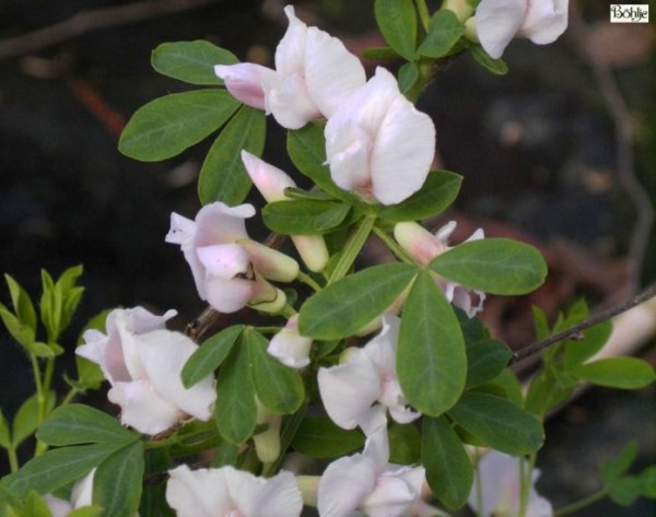 Cytisus purpureus -Purpurginster-