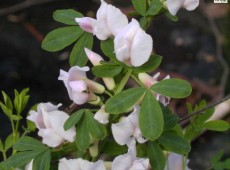 Cytisus purpureus -Purpurginster-