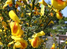 Cytisus scoparius 'Firefly' -Besenginster-