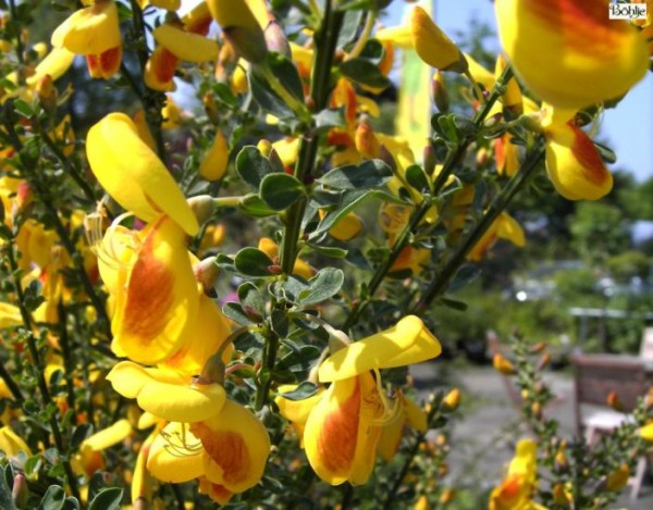 Cytisus scoparius 'Firefly' -Besenginster-