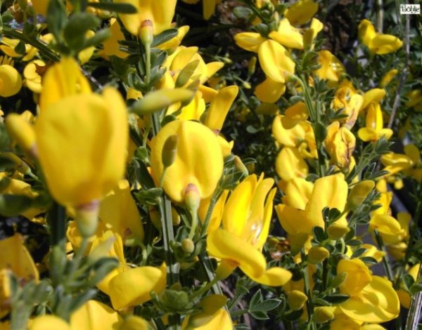 Cytisus scoparius 'Golden Sunlight' -Besenginster-