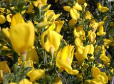 Cytisus scoparius 'Golden Sunlight' -Besenginster-