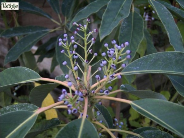 Daphniphyllum macropodum