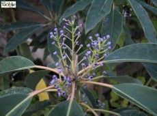 Daphniphyllum macropodum