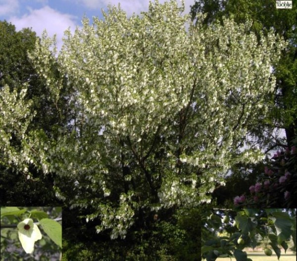 Davidia involucrata var. vilmoriniana -Taschentuchbaum-