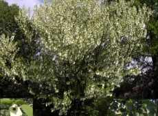 Davidia involucrata var. vilmoriniana -Taschentuchbaum-