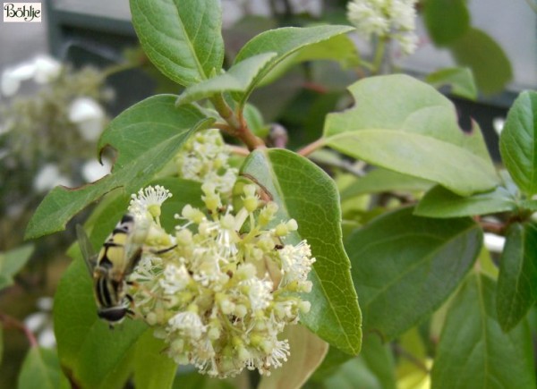 Decumaria barbara -Sternhortensie-