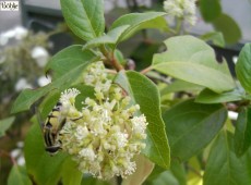 Decumaria barbara -Sternhortensie-