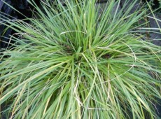 Deschampsia cespitosa 'Goldschleier' -Goldschleier / Waldschmiele-