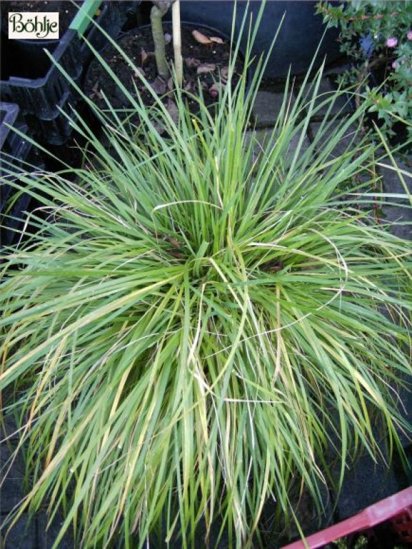 Deschampsia cespitosa 'Goldschleier' -Goldschleier / Waldschmiele-