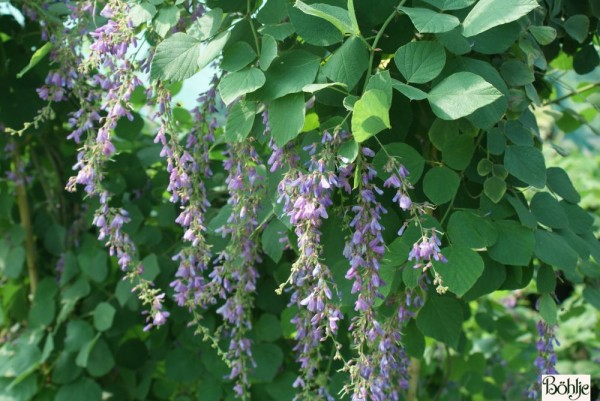 Desmodium elegans -ähriger Wandelklee-